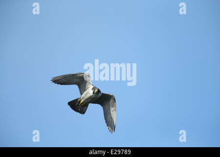 Immagine di un falco pellegrino in volo su Dalkey cava, Killiney Hill Park a Dublino, Irlanda. Foto Stock