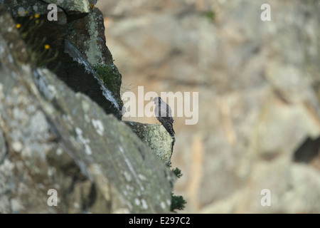 Immagine di un falco pellegrino chick a Dalkey cava, Killiney Hill Park a Dublino, Irlanda. Foto Stock