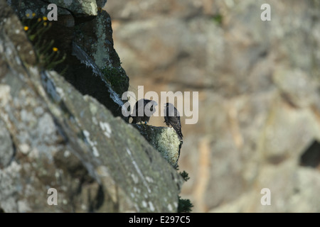 Immagine di un falco pellegrino pulcini a Dalkey cava, Killiney Hill Park a Dublino, Irlanda. Foto Stock