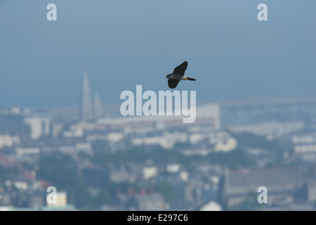 Immagine di un falco pellegrino in volo su Dalkey cava, Killiney Hill Park a Dublino, Irlanda. Foto Stock