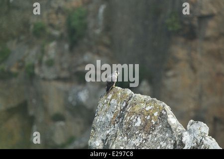 Immagine di un falco pellegrino chick a Dalkey cava, Killiney Hill Park a Dublino, Irlanda. Foto Stock