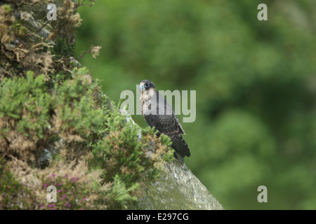 Immagine di un falco pellegrino chick a Dalkey cava, Killiney Hill Park a Dublino, Irlanda. Foto Stock