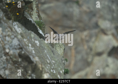 Immagine di un falco pellegrino pulcini a Dalkey cava, Killiney Hill Park a Dublino, Irlanda. Foto Stock