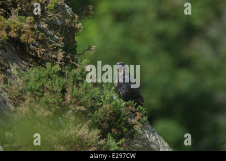 Immagine di un falco pellegrino chick a Dalkey cava, Killiney Hill Park a Dublino, Irlanda. Foto Stock