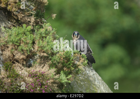 Immagine di un falco pellegrino chick a Dalkey cava, Killiney Hill Park a Dublino, Irlanda. Foto Stock