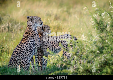 Cheetah madre con quasi cresciuto figlio nella Central Kalahari Game Reserve, Botswana Foto Stock