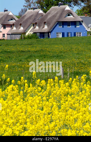 Accogliente casa vacanze con un tetto di paglia Ahrenshoop Darss Mar Baltico Foto Stock