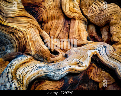 Nodose radici esposte di Bristlecone Pine Tree. Bristlecone antica foresta di pini, Inyo County, California Foto Stock