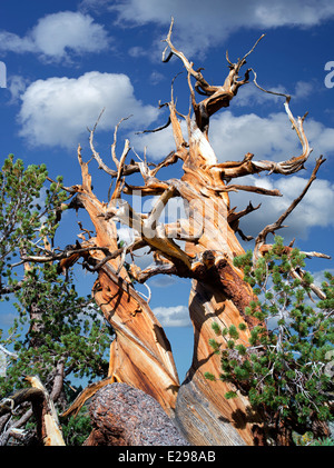 Bristlecone Pine Tree. Bristlecone antica foresta di pini, Inyo County, California Foto Stock