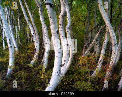 Close up aspen trunk. Eastern Sierra Nevada, in California Foto Stock