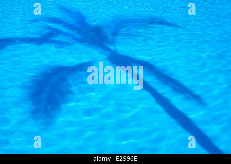 Palm tree ombra in piscina. Punta Mita, Messico Foto Stock