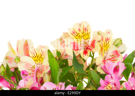 Confine di fiori alstroemeria Foto Stock