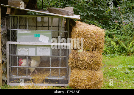 Luce Sussex rooster in alloggi temporanei costruiti da materiali riciclati, Wales, Regno Unito Foto Stock