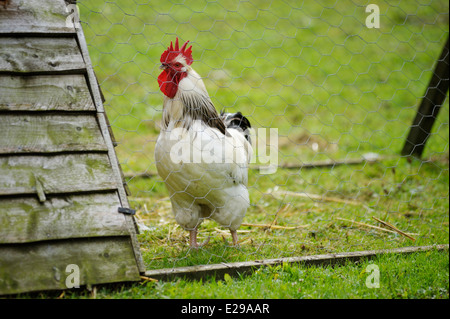 Luce Sussex rooster in mobile unità di piegatura sulla gamma di erba, Wales, Regno Unito. Foto Stock