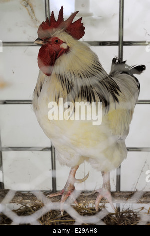 Luce Sussex rooster in alloggi temporanei costruiti da materiali riciclati, Wales, Regno Unito Foto Stock