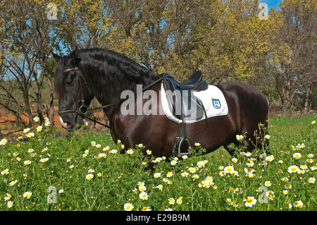 Scuola di equitazione 'Riopudio' - cavallo, Espartinas, Siviglia-provincia, regione dell'Andalusia, Spagna, Europa Foto Stock