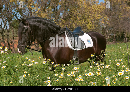 Scuola di equitazione 'Riopudio' - cavallo, Espartinas, Siviglia-provincia, regione dell'Andalusia, Spagna, Europa Foto Stock