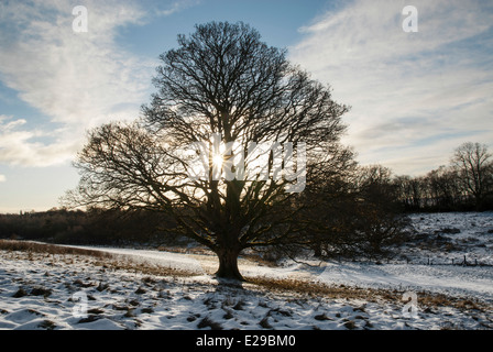 Albero a sunrise in coperta di neve campo Milngavie vicino a Glasgow Foto Stock