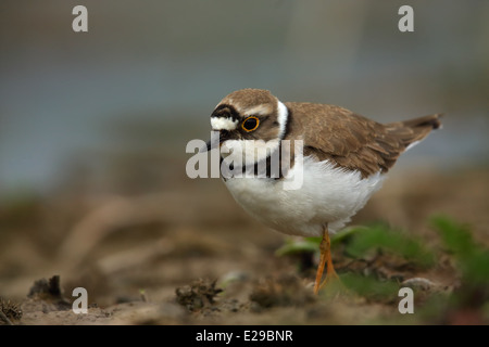 Poco inanellato Plover [Charadrius dubius] Foto Stock