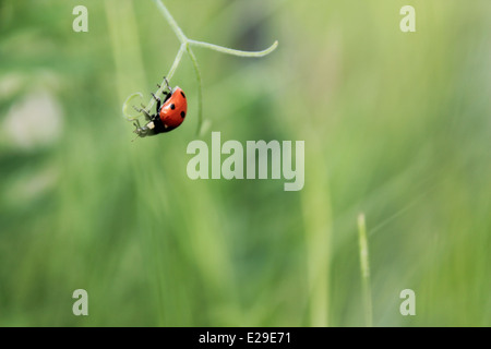 Coccinella sul ramoscello Foto Stock