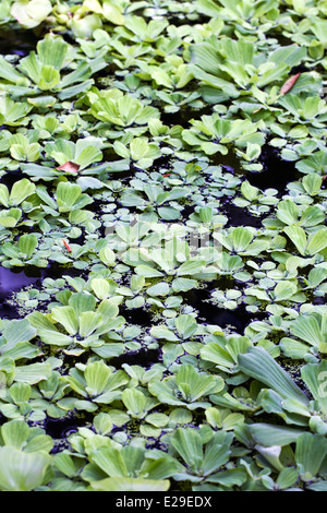Pistia stratiotes. Acqua lattughe a copertura di un laghetto ornamentale. Foto Stock