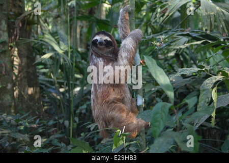 Giovane Sloth a tre punte con gola marrone (Bradypus variegatus) che si arrampica sull'albero nella foresta pluviale tropicale del Costa Rica Foto Stock