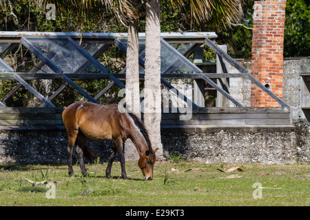 Selvaggi cavalli selvatici, Cumberland Island National Seashore, Georgia Foto Stock