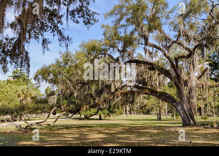 Live Oak Tree, Cumberland Island National Seashore, Georgia (HDR) Foto Stock