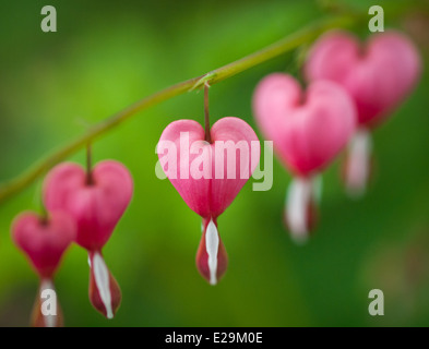 Splendido cuore di sanguinamento (Lamprocapnos spectabilis) fiori in primavera. Foto Stock