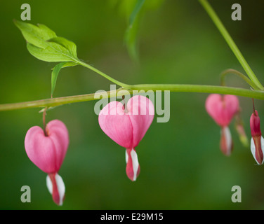 Splendido cuore di sanguinamento (Lamprocapnos spectabilis) fiori in primavera. Foto Stock