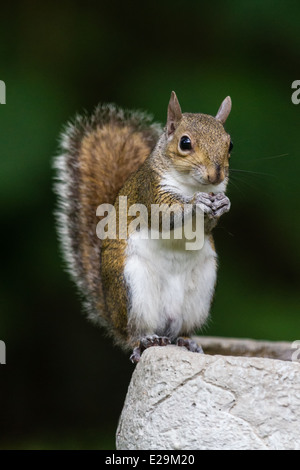 Grigio orientale scoiattolo (Sciurus carolinensis) mangiando un seme mentre è seduto su un bagno di uccello. Foto Stock