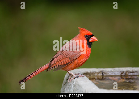 Il Cardinale maschio (Cardinalis cardinalis) seduto su un bagno di uccello. Foto Stock