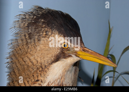 Un insaccata Botaurus stellaris montato da imbalsamatore Thomas Gunn di Norwich. Foto Stock