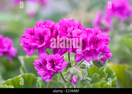 Rosa scuro Pelargonium cucullatum fioritura in un ambiente protetto. Foto Stock