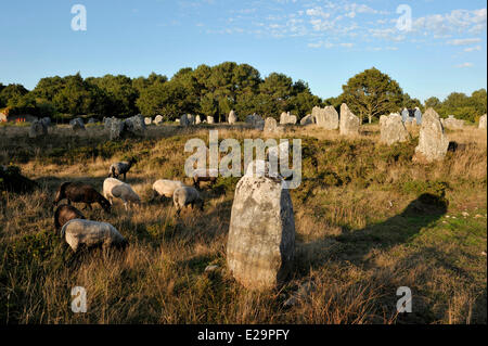 Francia, Morbihan, Carnac, fila di megalitico pietre permanente presso Kermario Foto Stock