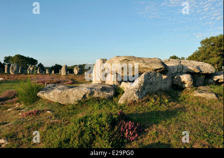 Francia, Morbihan, Carnac, fila di megalitico pietre permanente presso Kermario Foto Stock