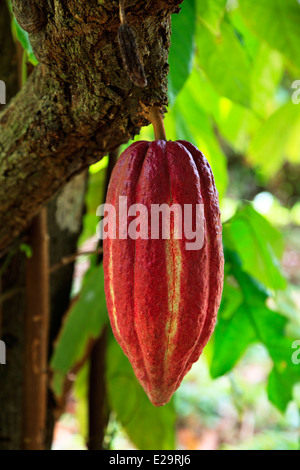 Pod di semi di cacao, ad albero che cresce in una area di coltivazione di Grenada, West Indies Foto Stock