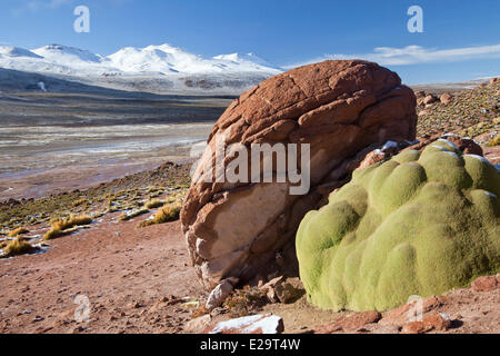 Il Cile, Antofagasta regione, San Pedro de Atacama, El Tatio campo geotermico Foto Stock