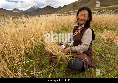 Il Nepal, Karnali zona, regione Dolpo, Tarap Valley, il raccolto di orzo Foto Stock