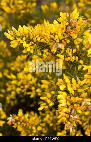 Francia, Bouches du Rhone, La Ciotat, piccola scopa di Spagna (Genista hispanica) in fiore in cima delle scogliere Soubeyranes Foto Stock