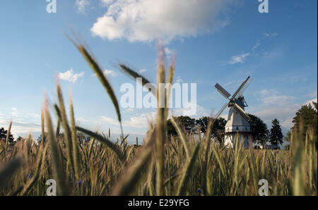 Un mulino a vento storico vicino mediante un cornfield, 5 giugno 2014 in Sprengel, Bassa Sassonia, Germania. Foto Stock