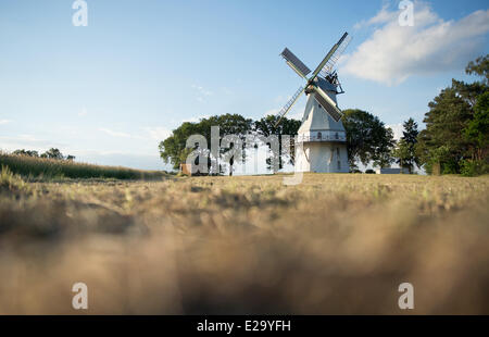 Un mulino a vento storico vicino mediante un cornfield, 5 giugno 2014 in Sprengel, Bassa Sassonia, Germania. Foto Stock