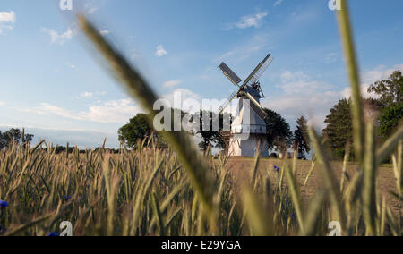 Un mulino a vento storico vicino mediante un cornfield, 5 giugno 2014 in Sprengel, Bassa Sassonia, Germania. Foto Stock