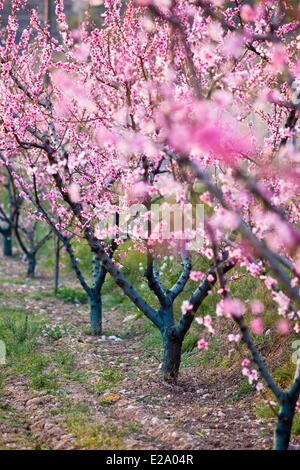 Francia, Bouches du Rhone, Aubagne, prugna Fiore Foto Stock