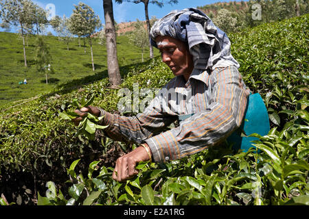 India Kerala State, Munnar, piantagione di tè in moutains, donna raccogliere le foglie di tè Foto Stock