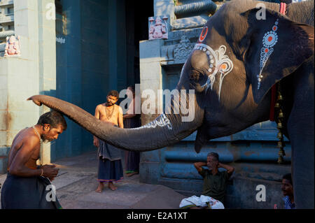 India, Tamil Nadu, Kanchipuram, Kamakshi Amman, della benedizione da un elefante Foto Stock