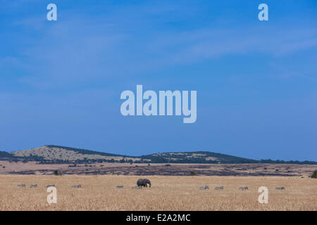 Kenia Masai Mara riserva nazionale, elefante africano (Loxodonta africana), con zebre nella stagione secca Foto Stock