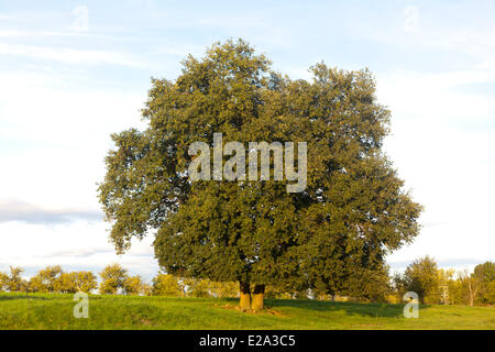 Francia, Bas Rhin, Obernai, farnia, Farnia (Quercus robur), Foto Stock