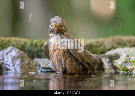 Femmina adulta Merlo comune (Turdus merula) la balneazione Foto Stock