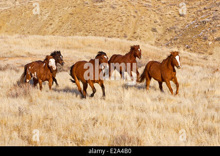 Stati Uniti, Wyoming, Shell, il nascondiglio Guest Ranch, Quarter Horse Foto Stock
